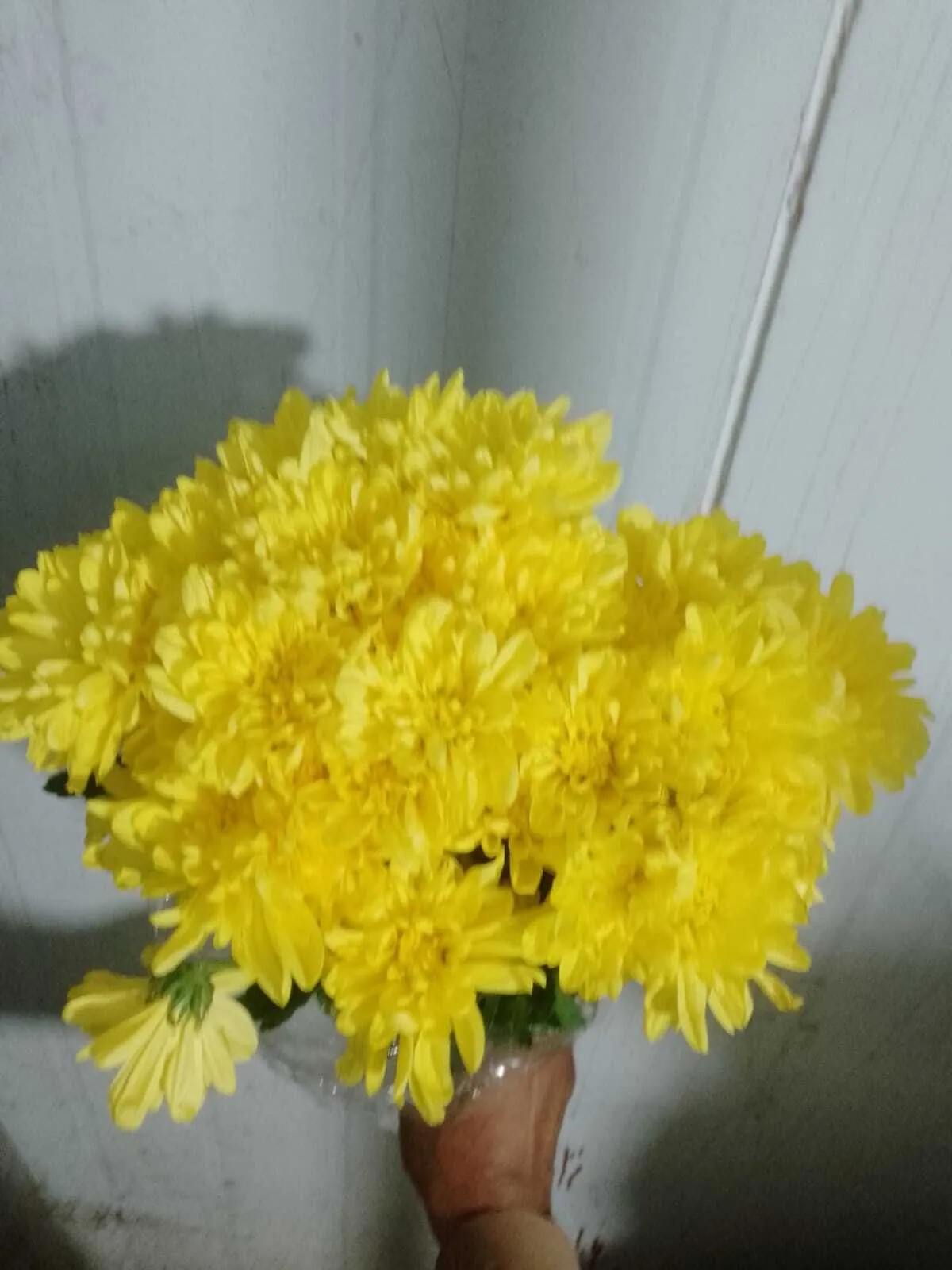 Yellow Chrysanthemum