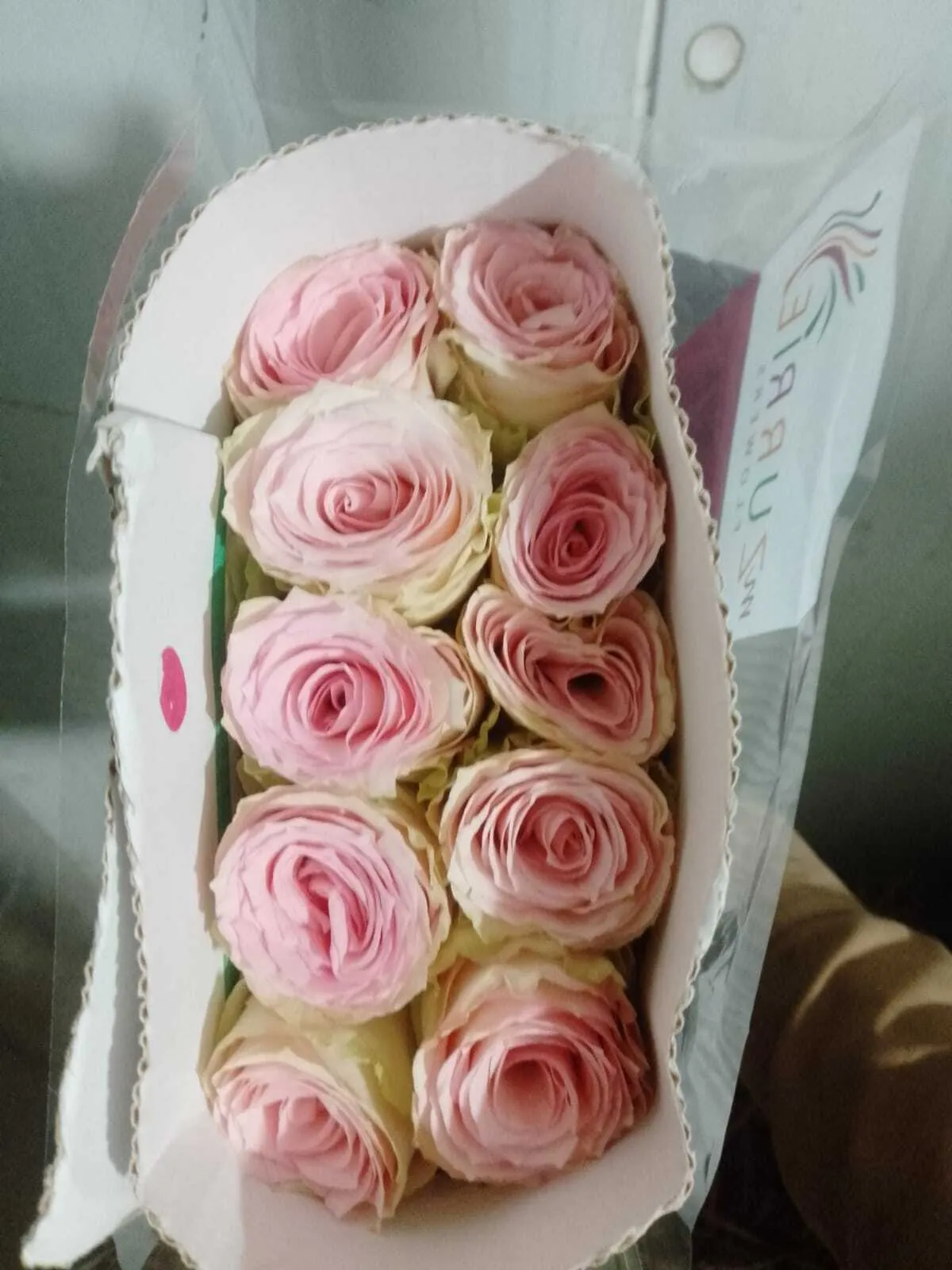 Baby Pink Rose