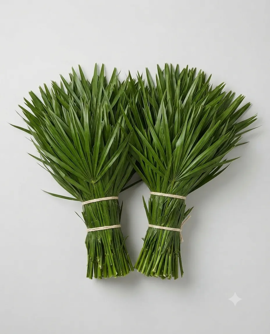 can palm plant