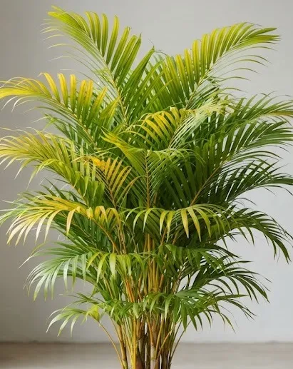 Golden Palm Plant