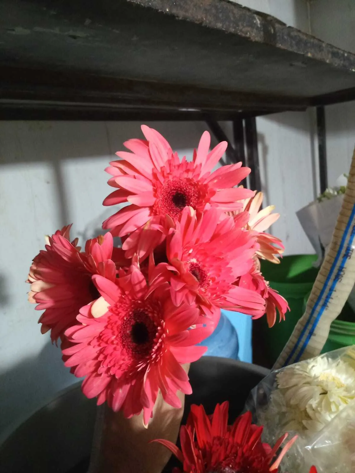 Pink Gerbara