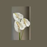 White Anthorium