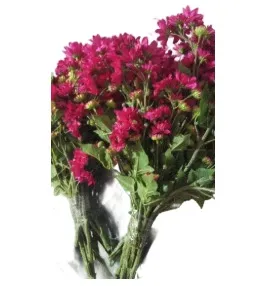 Shocking Pink Chrysanthemum