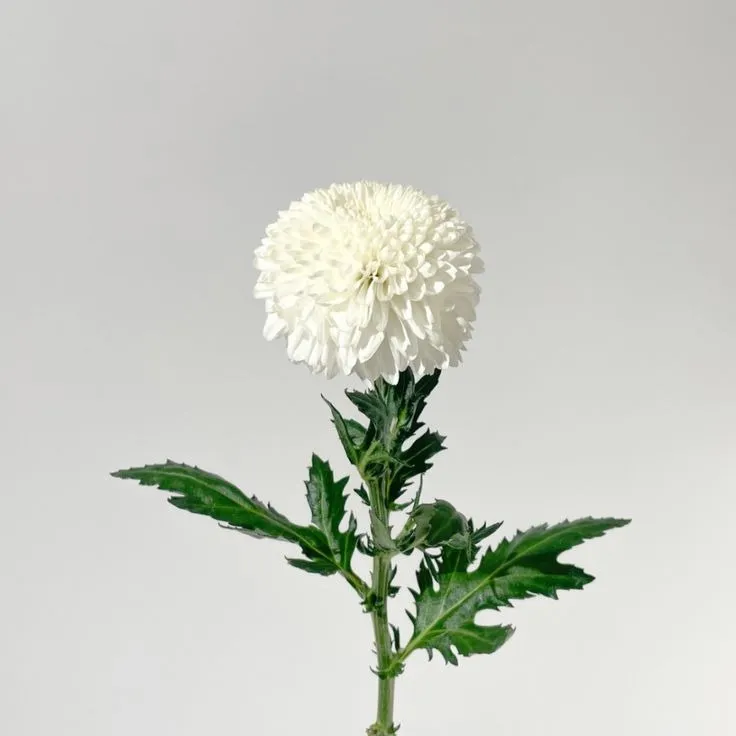 White Deco