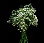 White Gypso