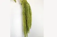 Amaranthus hanging