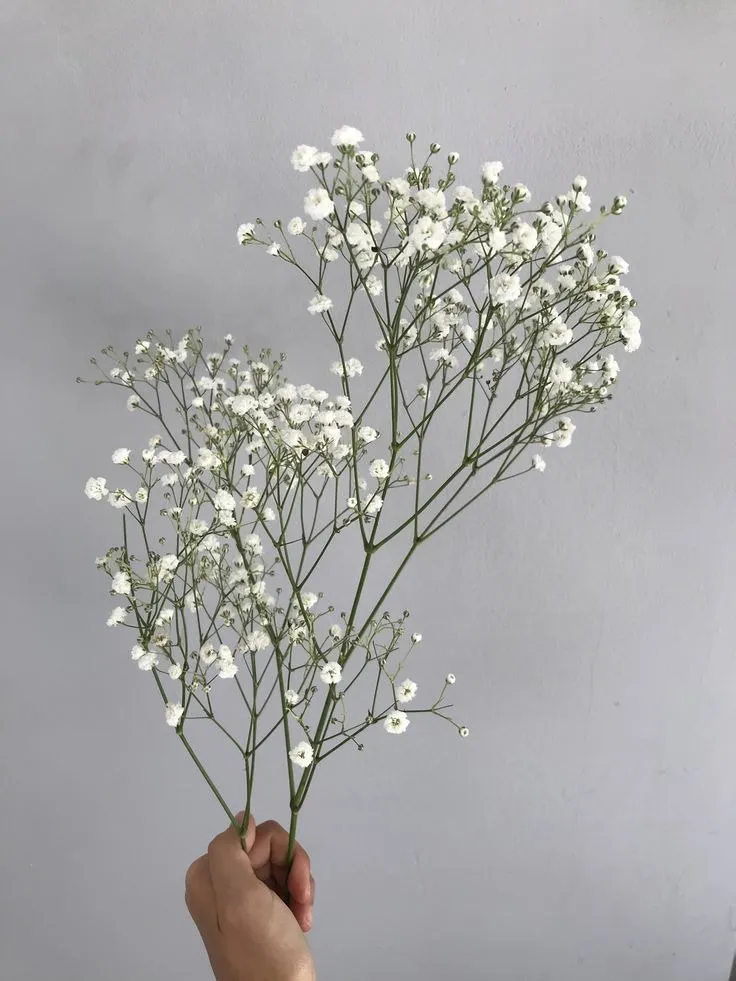 White baby breath