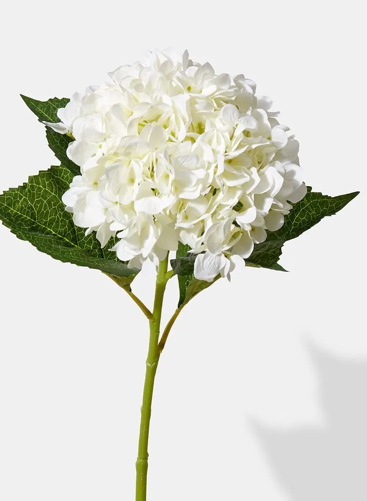 White Hydrengea
