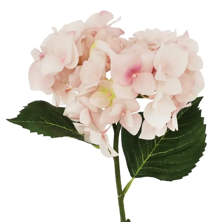 Light Pink Hydrengea
