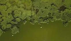 moss 