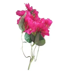 Shocking Pink Bougainvillea