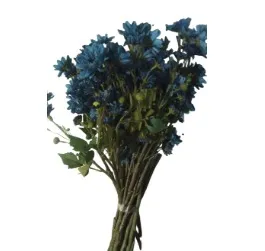 Royal Blue Crysanthimum