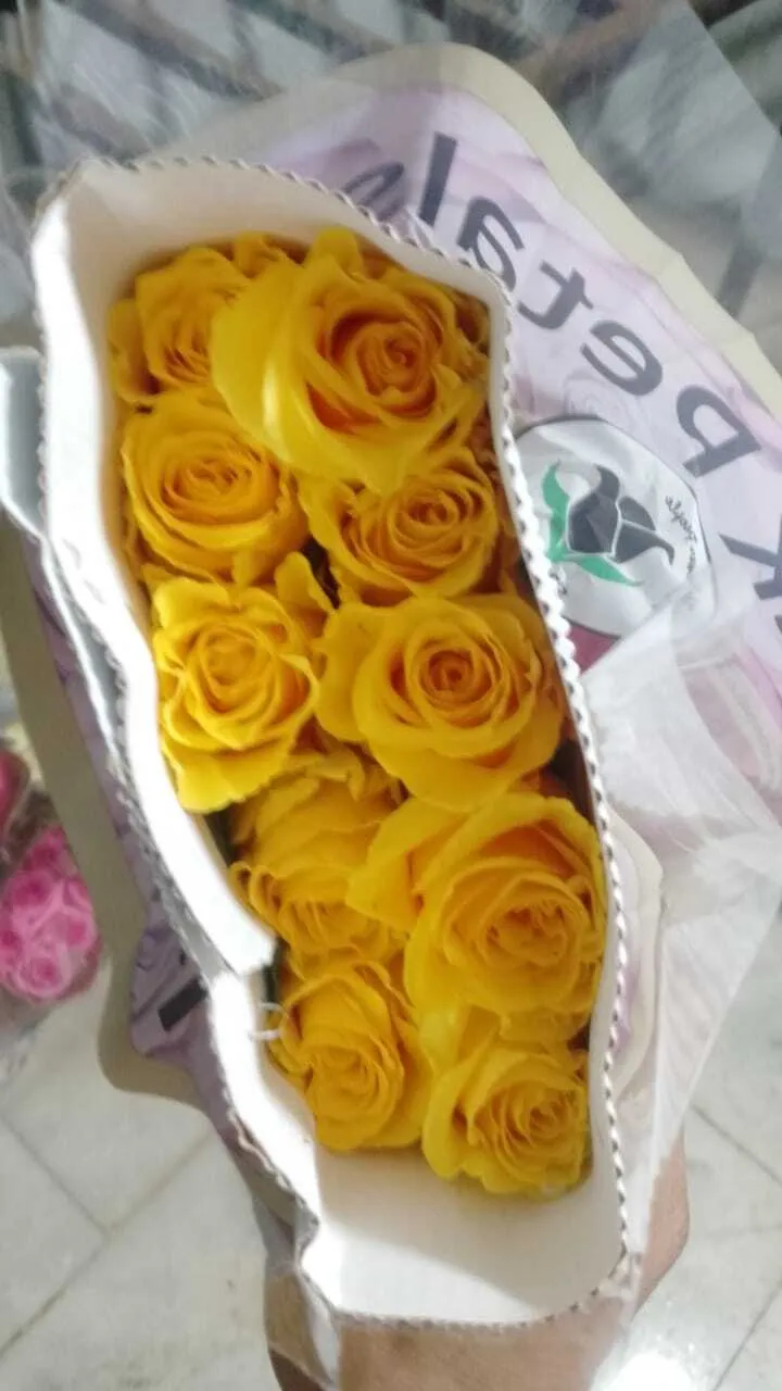 Fresh Yellow Rose