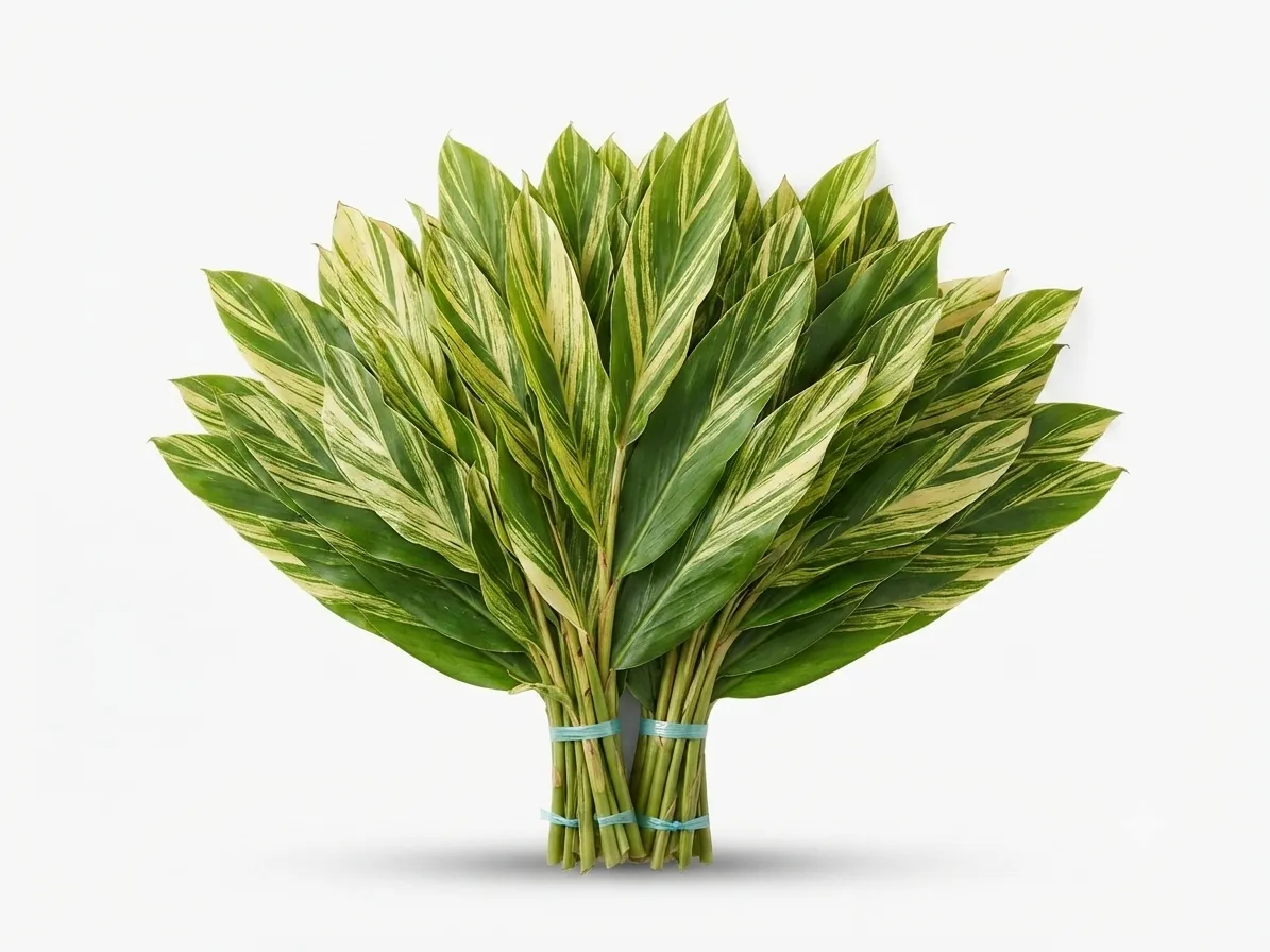 Elaichi Palm plant
