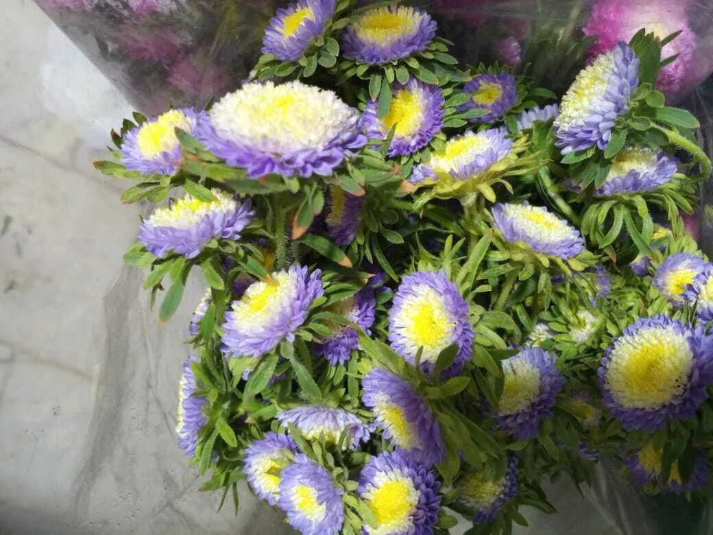 White Aster
