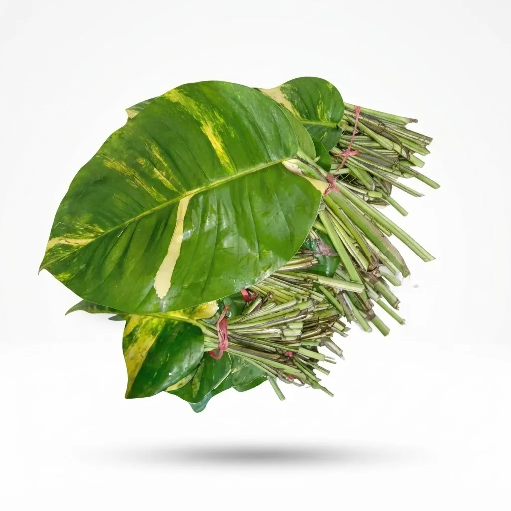 Money Plant