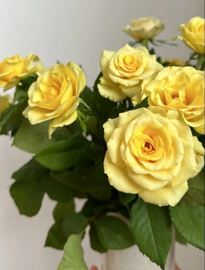 Yellow Rose