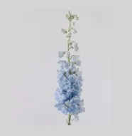 Light Blue Stock