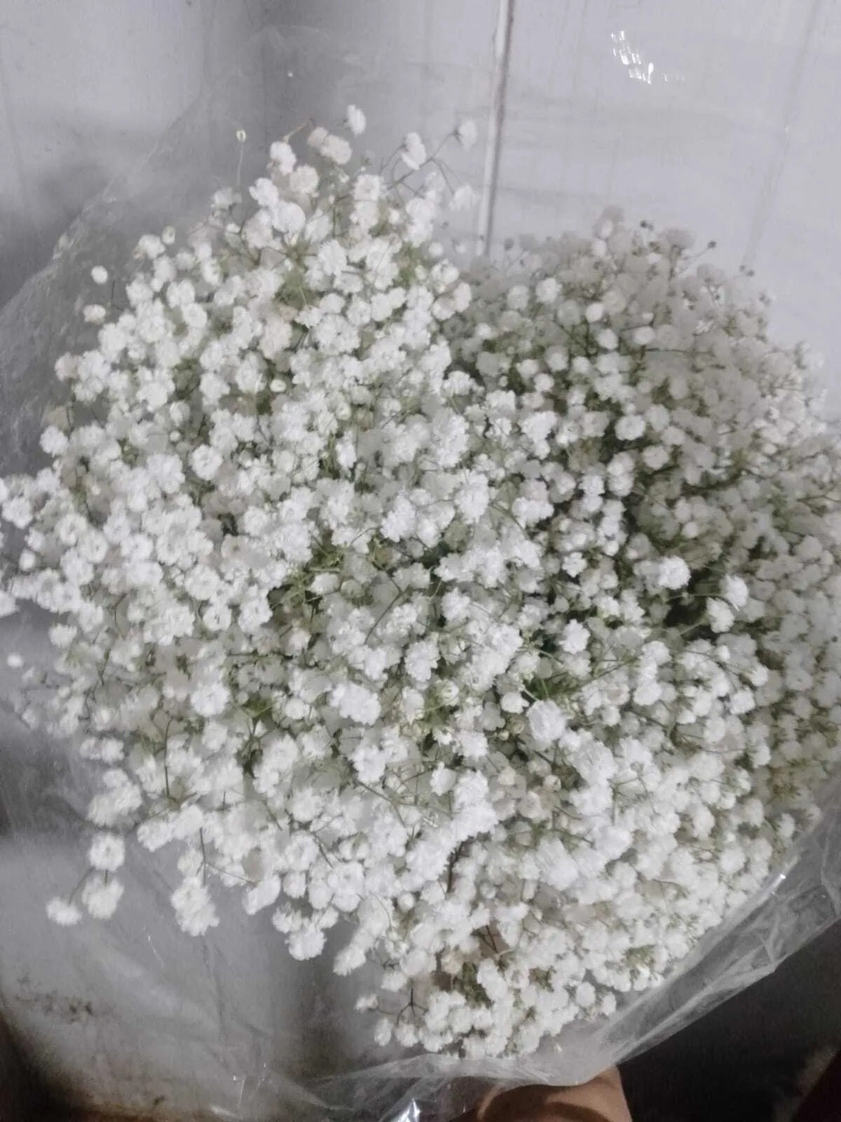 Gypsophelia