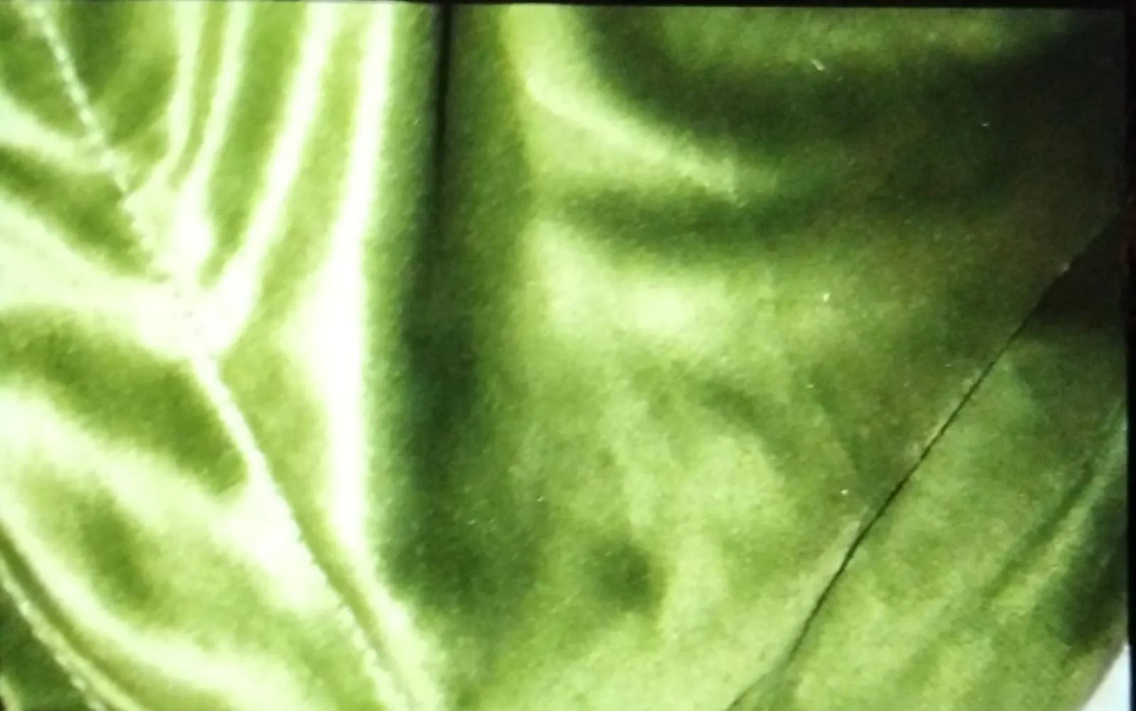 Parrot Green Roof 40' x 50'