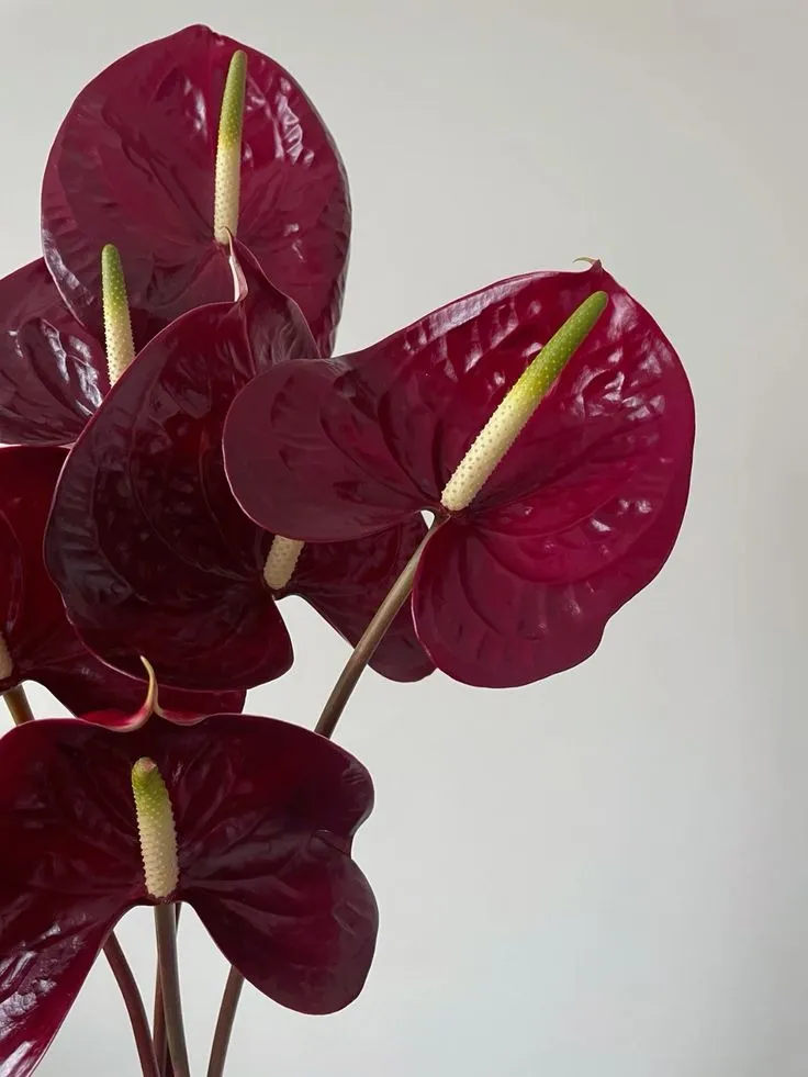 Maroon Anthorium