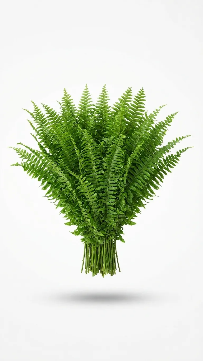 Fern Plant