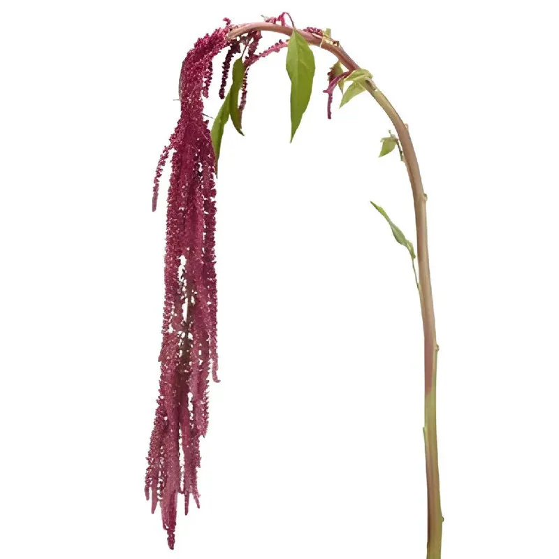 Red Amaranthus Flower