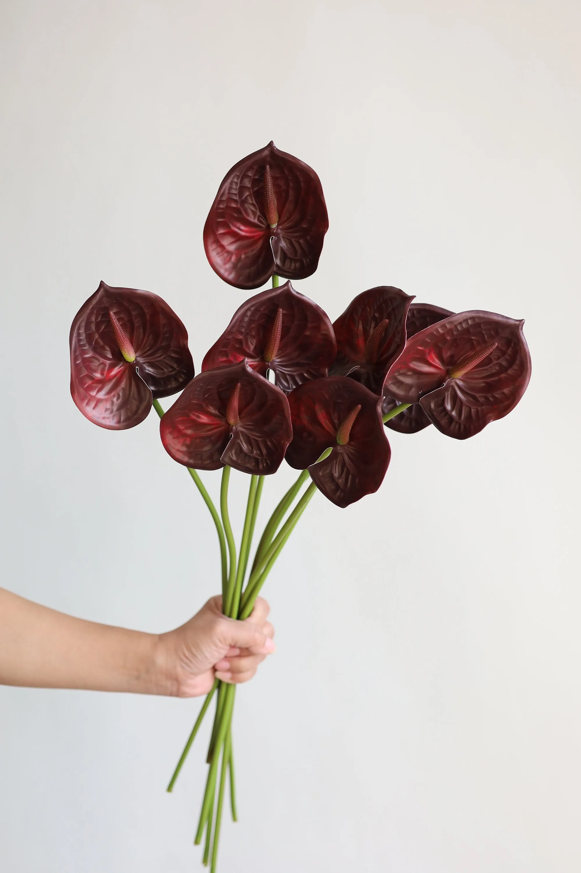 Burgundy Anthurium Flower 