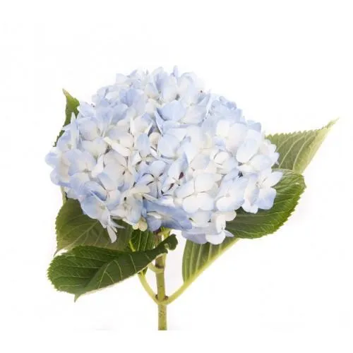 Light Blue Hydrangea Flower