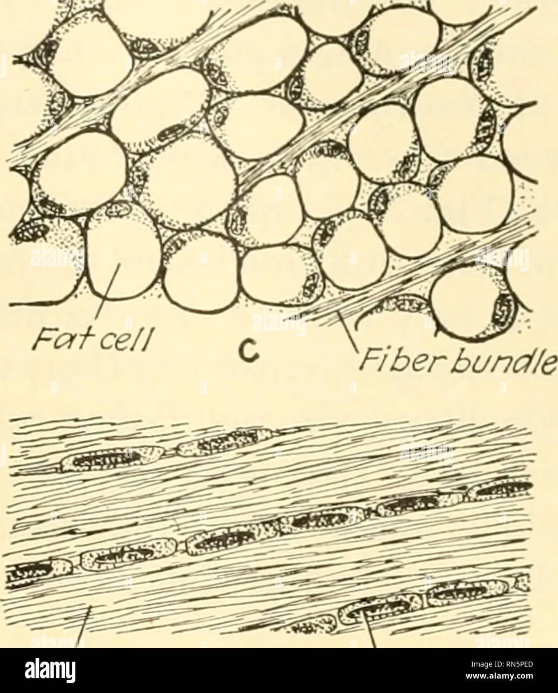 NYC BUNDLES NOT WORKING