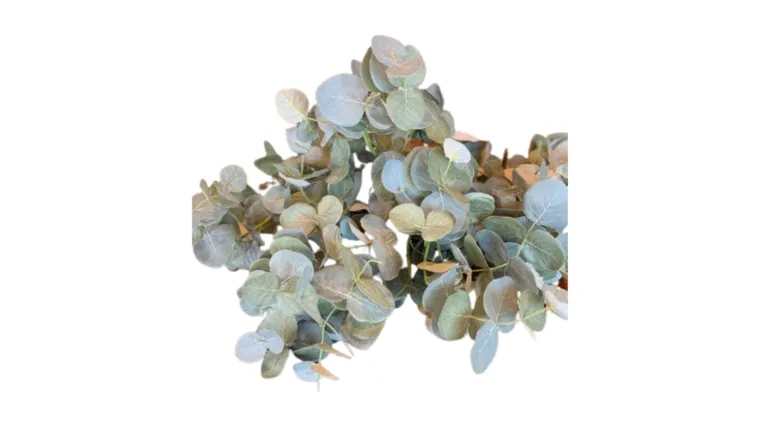 Silver Dollar Eucalyptus Stem - Light