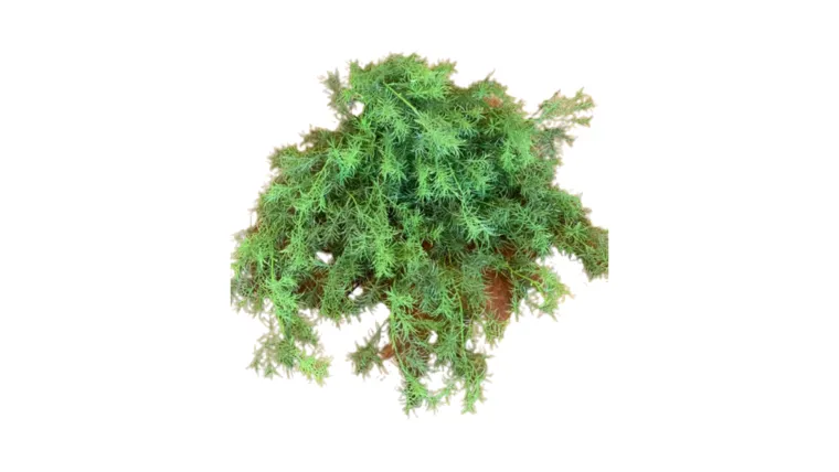 Large Green Fern