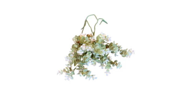 White/Light Green Baby Eucalyptus Stem