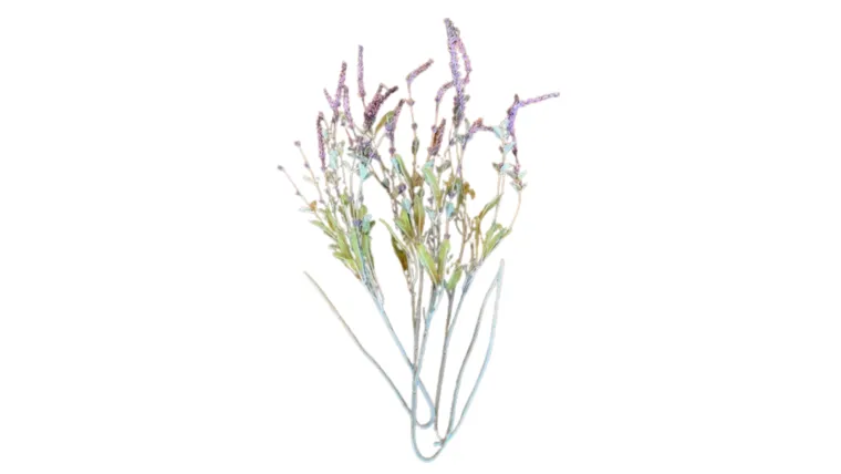 Lavender Stem