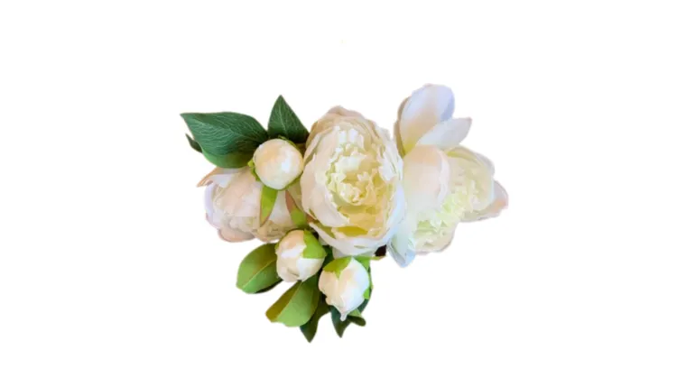 Garden Peony Stem