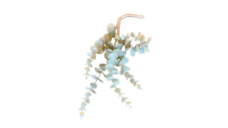 Frosted Baby Eucalyptus Stem