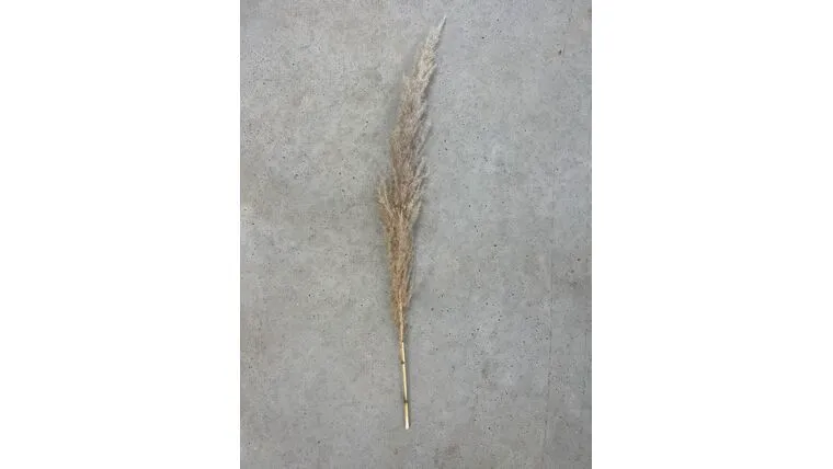 Beige Pampas Grass Stem