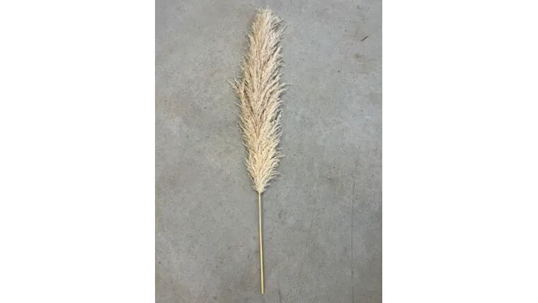 Tan Pampas Grass Stem