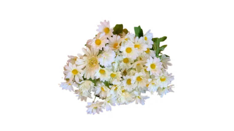 White Daisy Stem