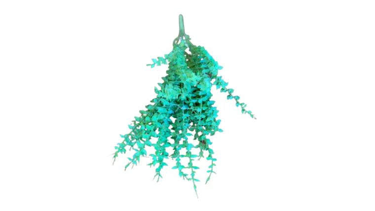Vibrant Green Baby Eucalyptus Stem
