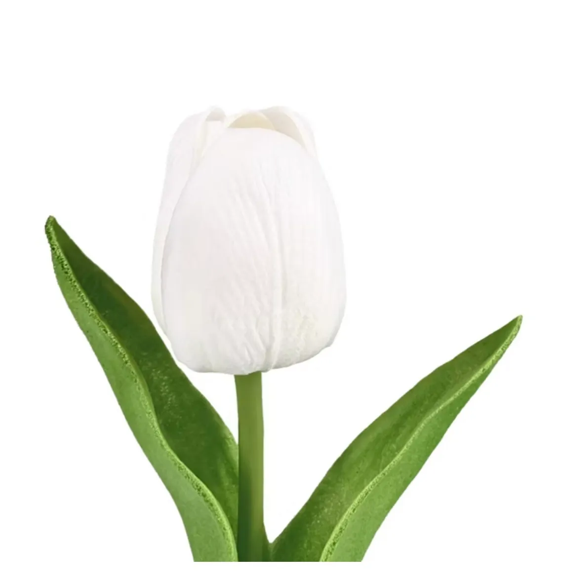 White Tulip Stem