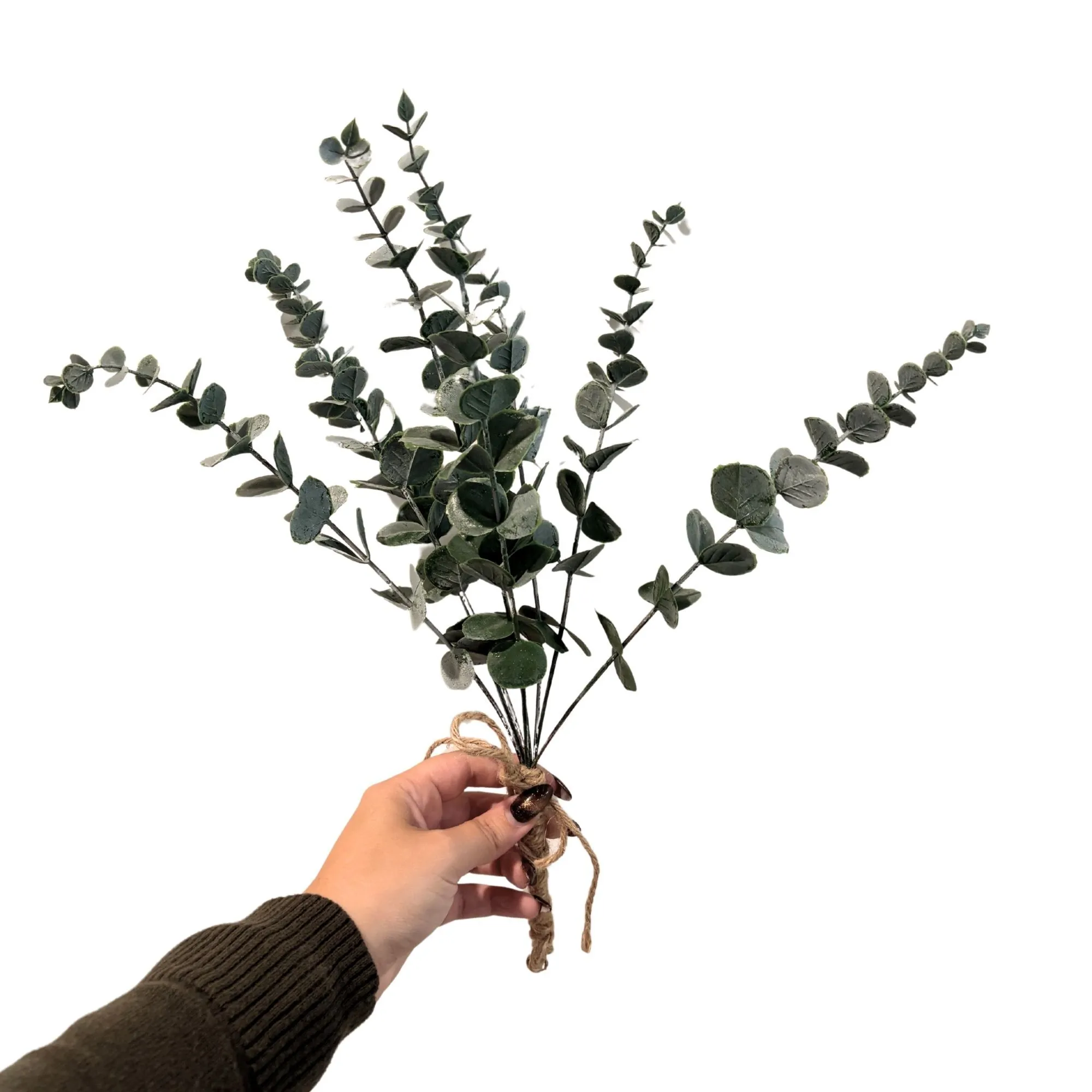 Eucalyptus Stem Bundle