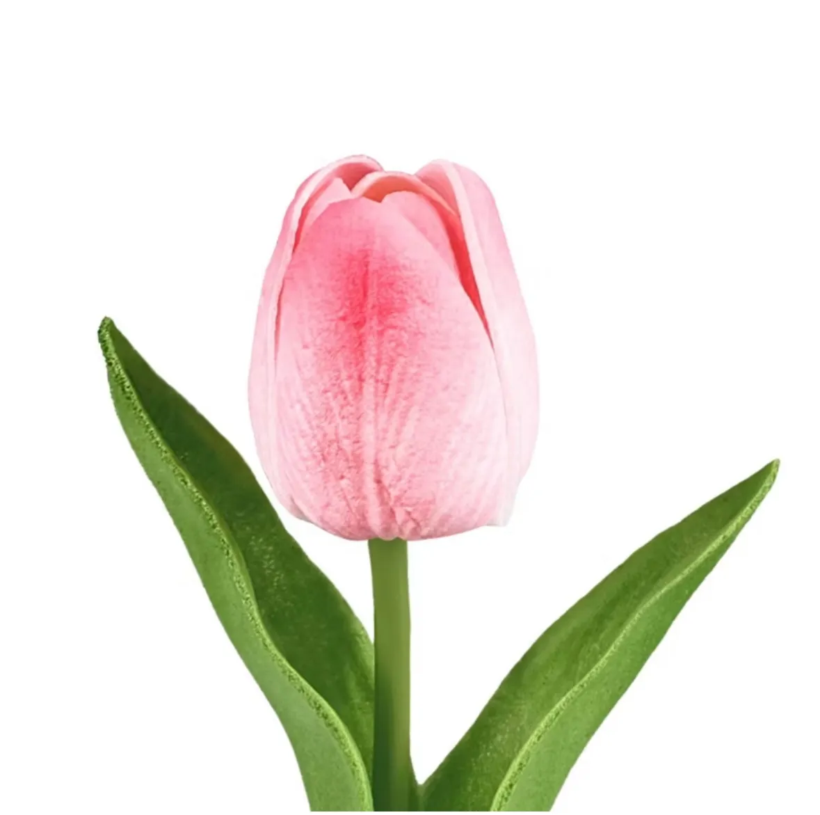 Pink Tulip Stem