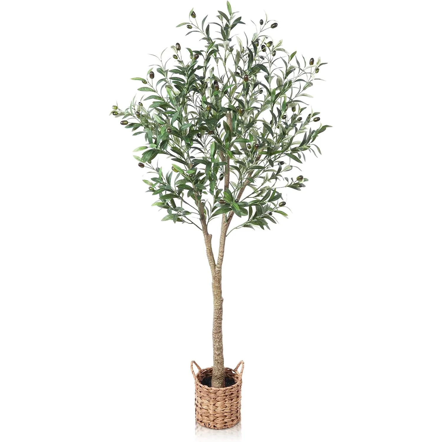 5' Olive Tree 
