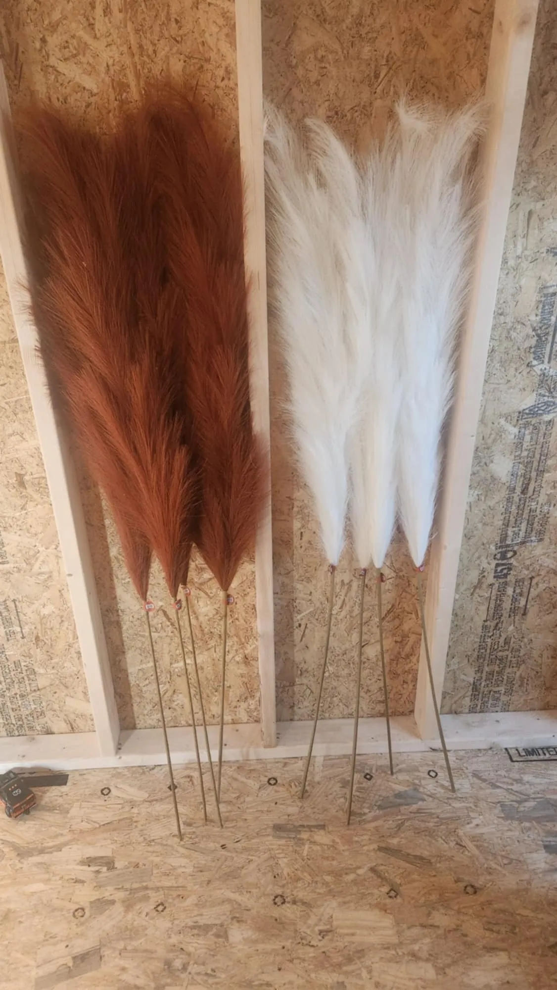 White and bunt orange pompous grass