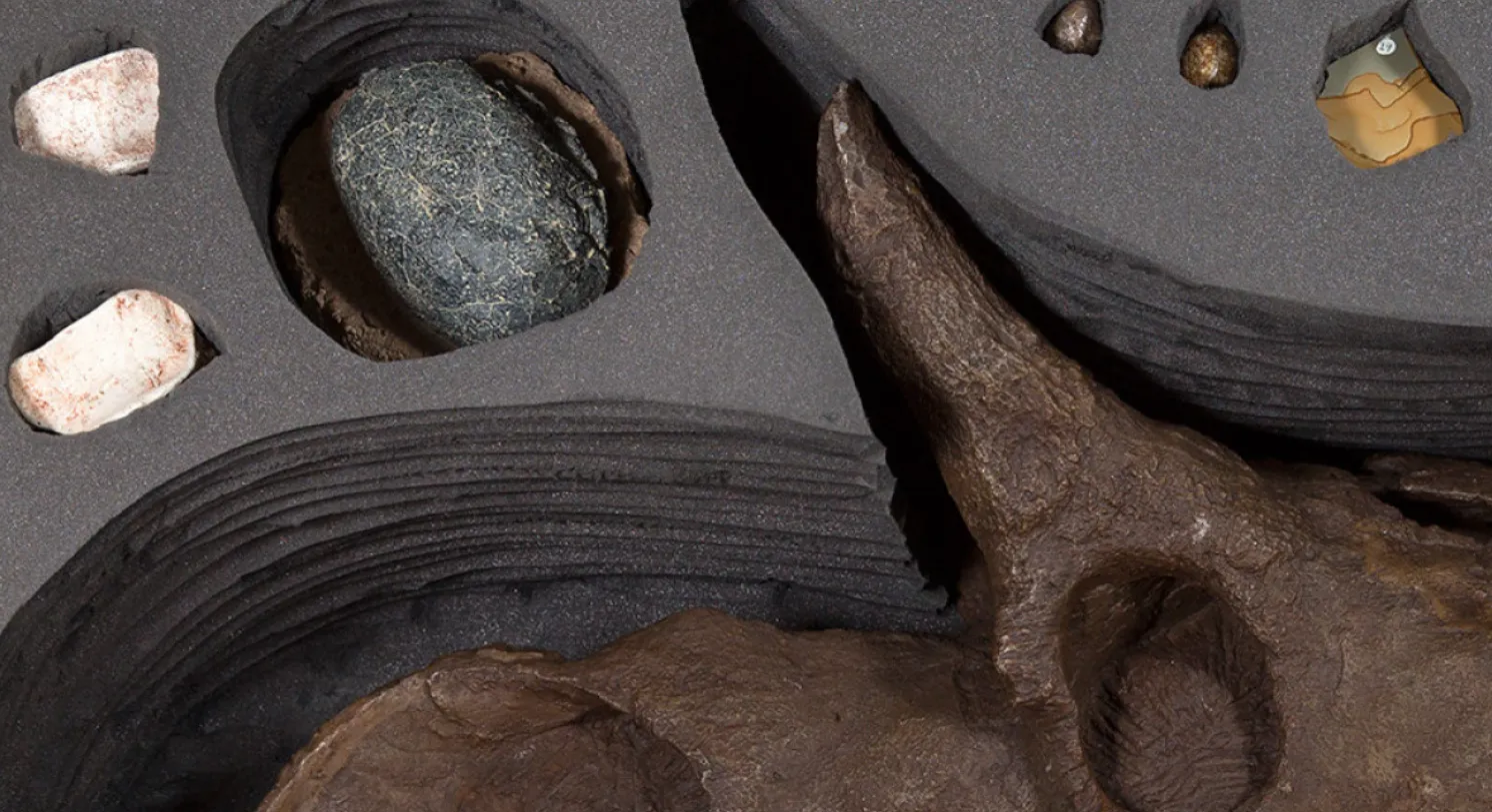 Digging Dinosaurs Toolbox