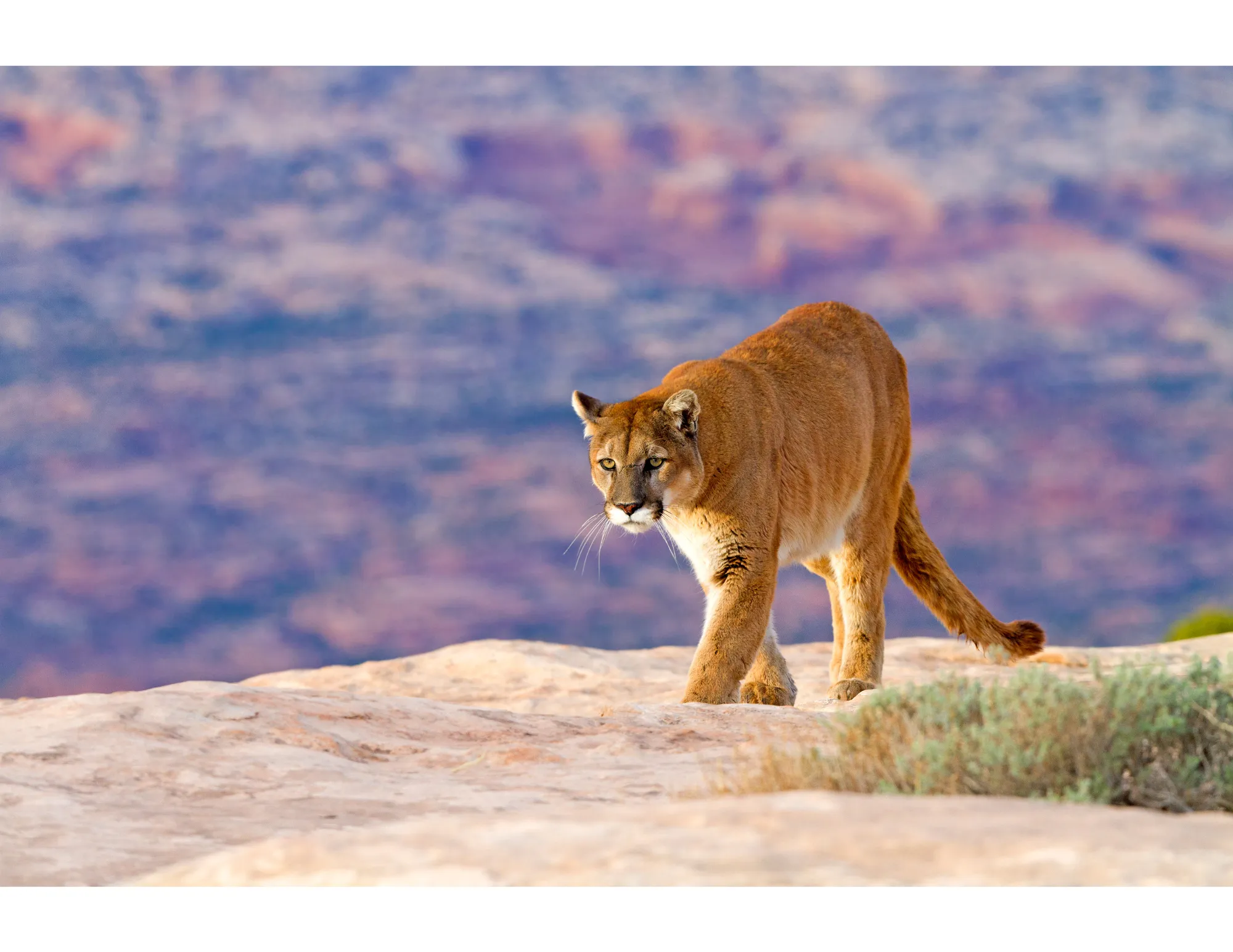 Hogle Zoo Wild Aware Utah Techer Kit