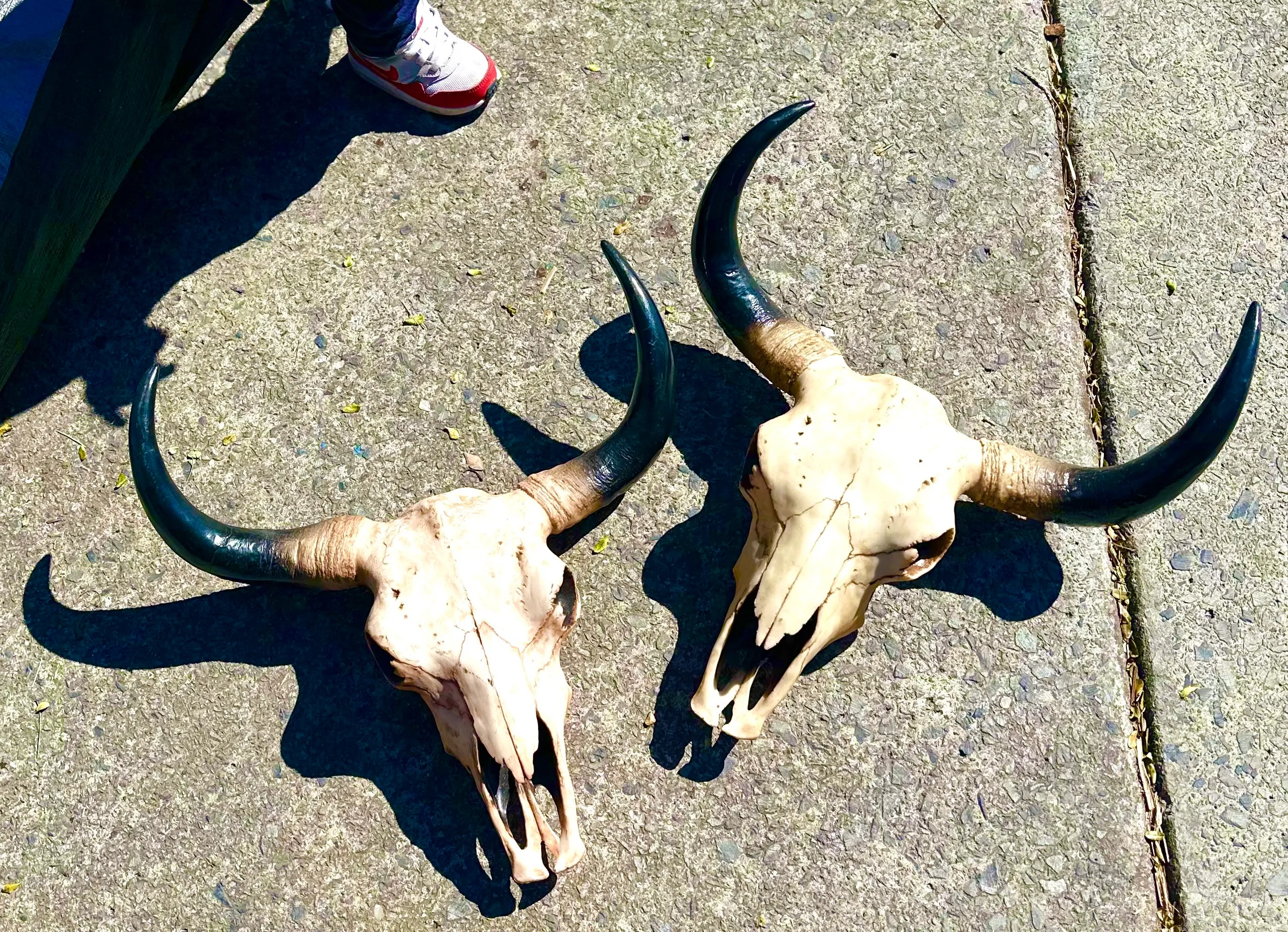 Assorted Fake Cow Skulls