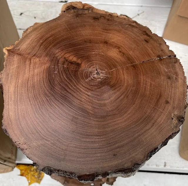 Treated Walnut Rounds/Slices