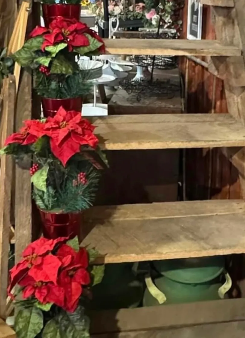 Poinsettias 
